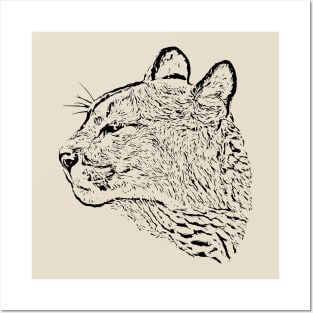 Mountain lion Posters and Art